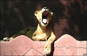 yawning lion